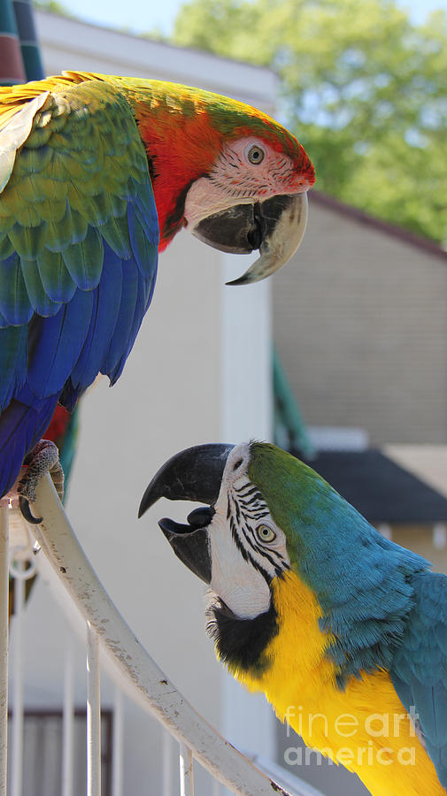 Brazilian Macaw Pals Photograph by Lee Dos Santos