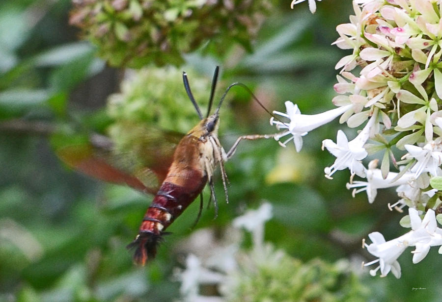 Breakfast at the Garden   Hummingbird Moth 004 Photograph by George Bostian