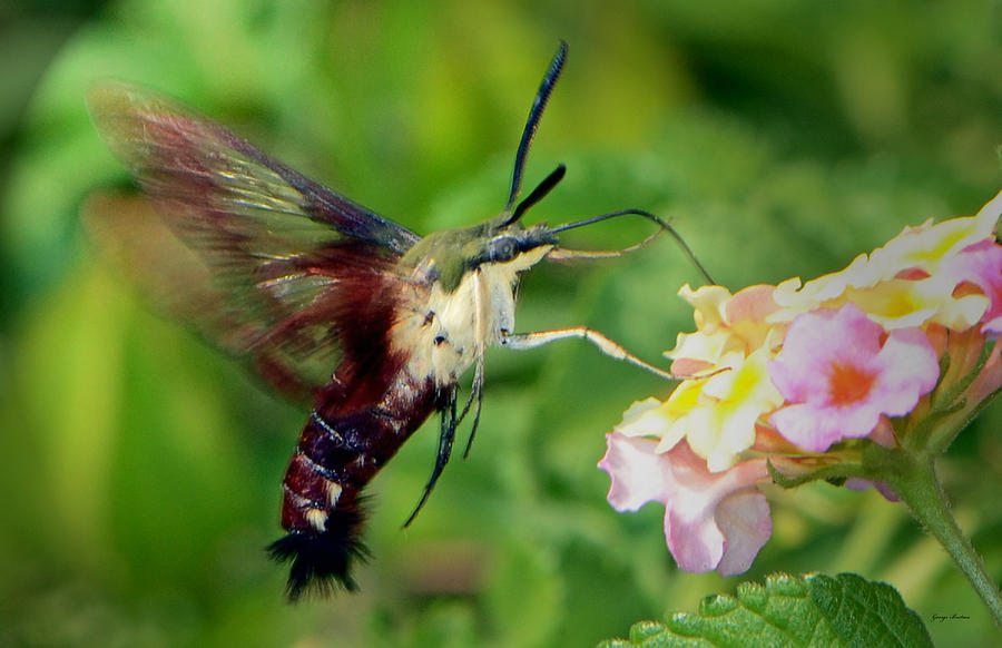 Breakfast at the Gardens Hummingbird Moth 001 Photograph by George Bostian