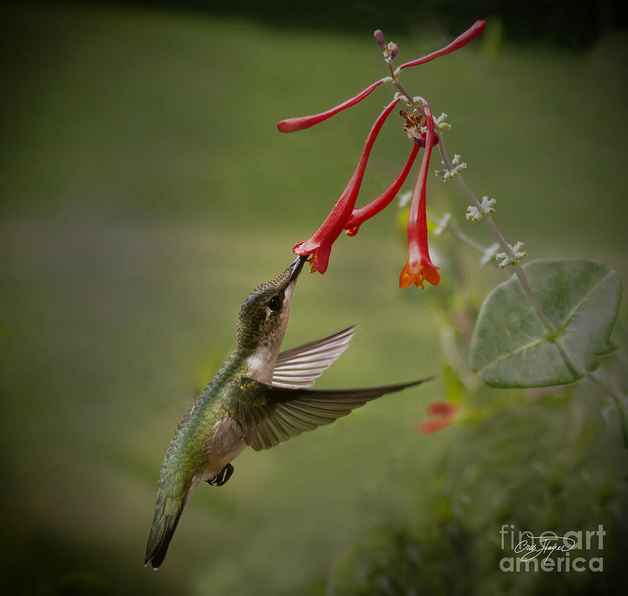 Hummingbird Photograph - Breakfast by Cris Hayes