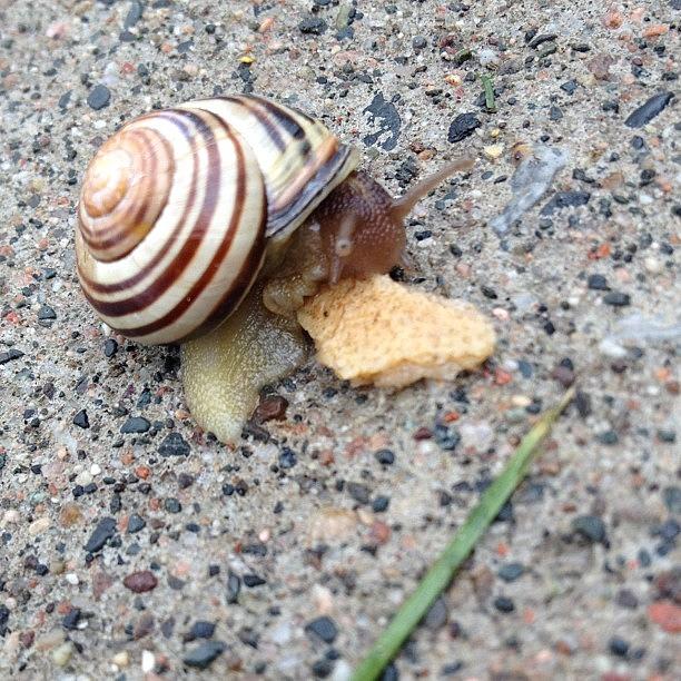 Nature Photograph - Breakfast Time For # Snail by Katrina A