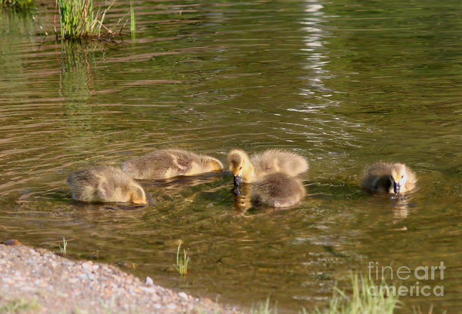 Breakfast Time Canada Goose Goslings Photograph by Smilin Eyes Treasures