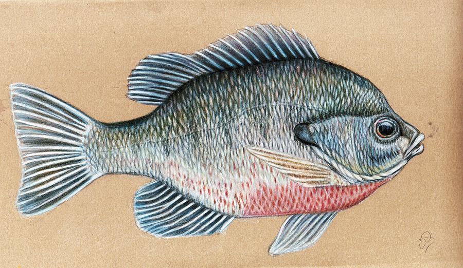 Fish Drawing - Bream on the Fly by H C Denney