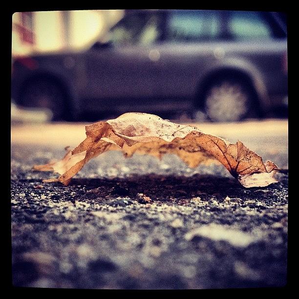 Nature Photograph - Breath Of Autumn. #leaf #nature by Michael Goyberg