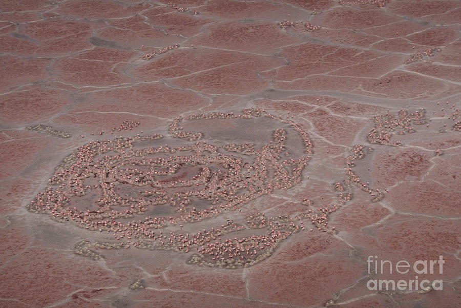 Pattern Photograph - Breeding Colonies Of Flamingos by Gregory G Dimijian