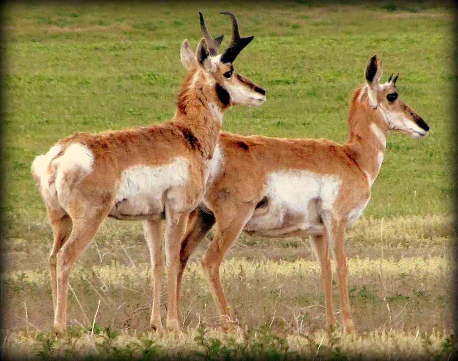 Breeding Season Photograph by Judy Garrett - Fine Art America