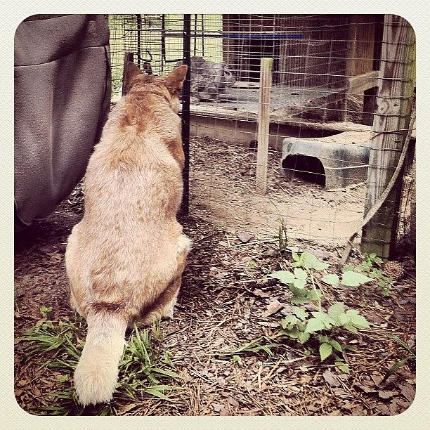 Brer Fox And Brer Rabbit Photograph by Justin DeRoche
