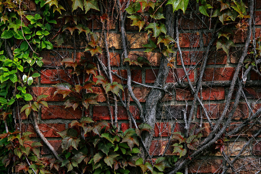 Brick and Ivy Photograph by Richard Gregurich