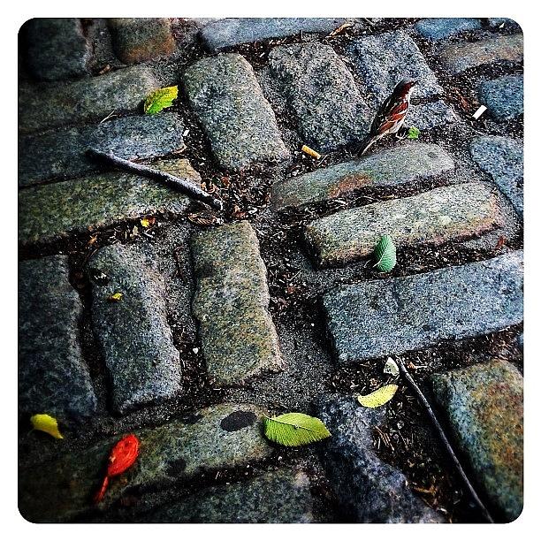 Brick Photograph - Bricks & Bird by Natasha Marco