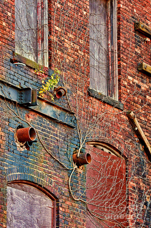 Brick Photograph - Bricks And Vines by HD Connelly