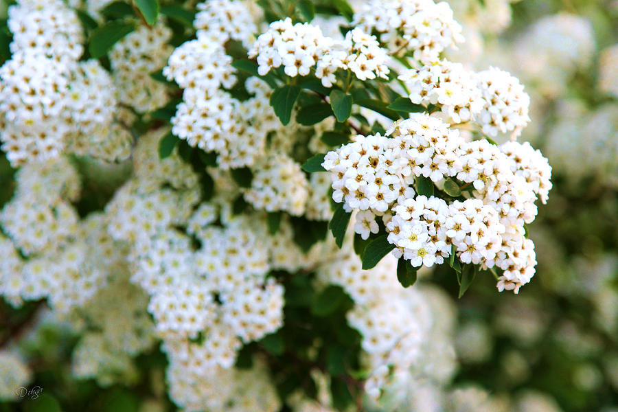 Bridal Bush Photograph by Donna Swiecichowski - Fine Art America