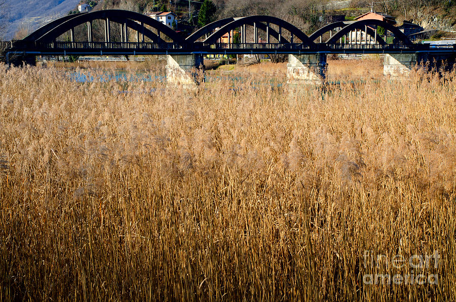 Bridge Photograph - Bridge and pampas grass by Mats Silvan