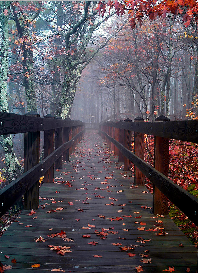 Bridge To Mist Woods Photograph by Mike Hainstock