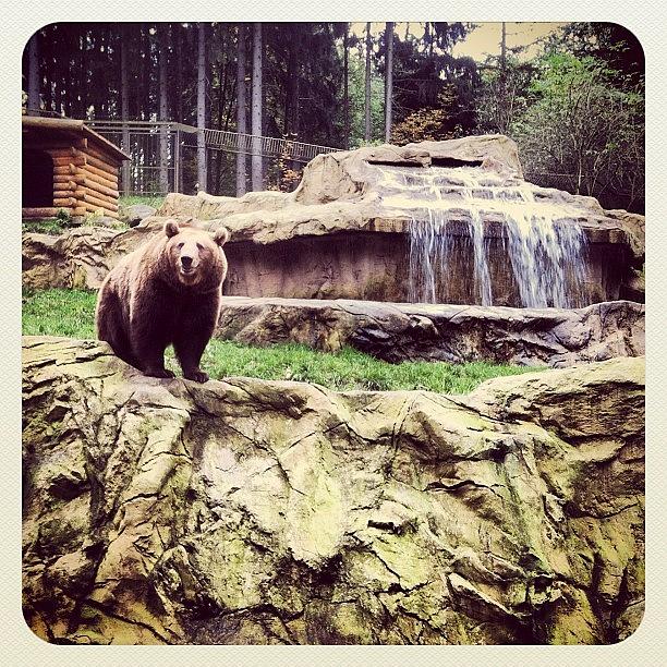 Bear Photograph - Bärig... #bär #bear #waterfall #epic by Valnowy Photography