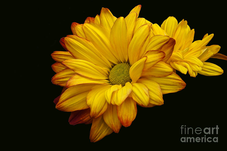 Chrysanthemum Photograph - Bright And Brassy by Byron Varvarigos