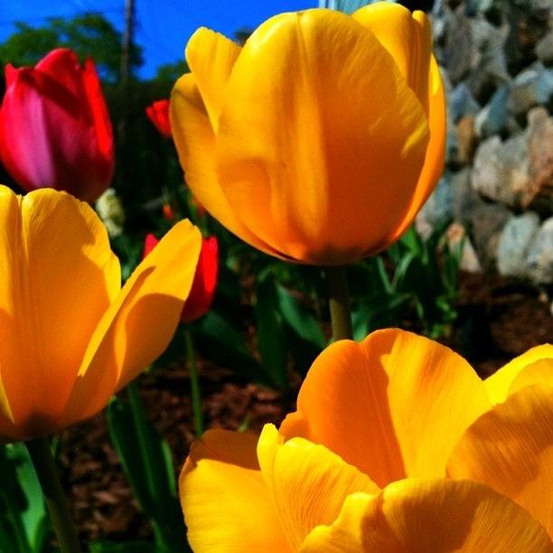 Tulip Photograph - Bright As Yellow by David Rondeau