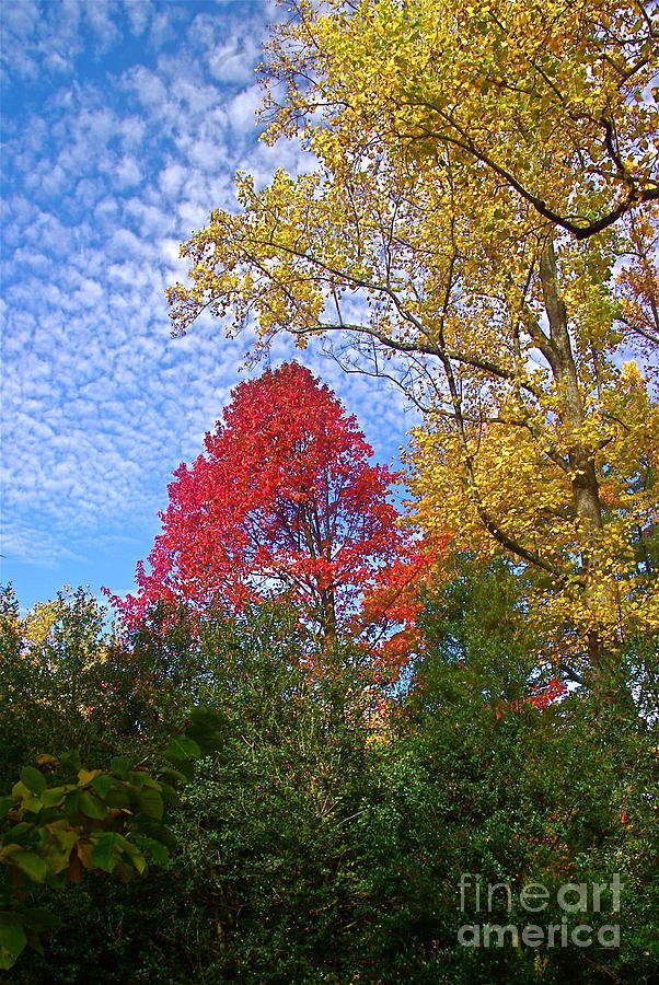 Bright Autumn Color Photograph by Byron Varvarigos