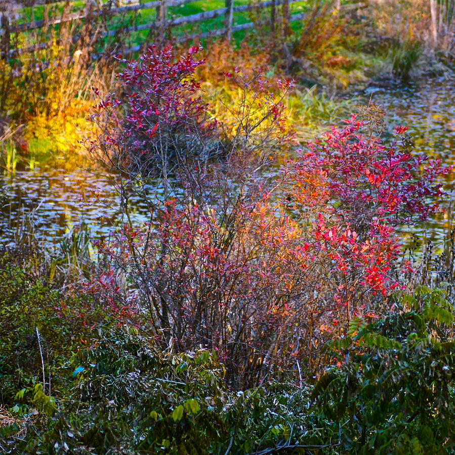 Landscape Photograph - Bright Autumn Light by Byron Varvarigos