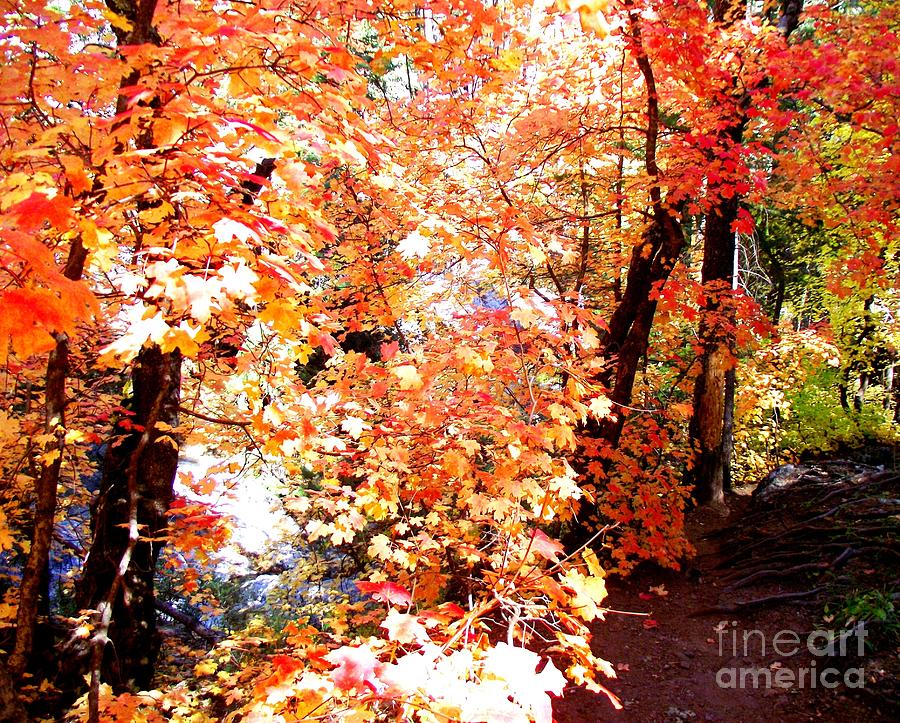 Bright Autumn Path Photograph by Jayne Kerr 