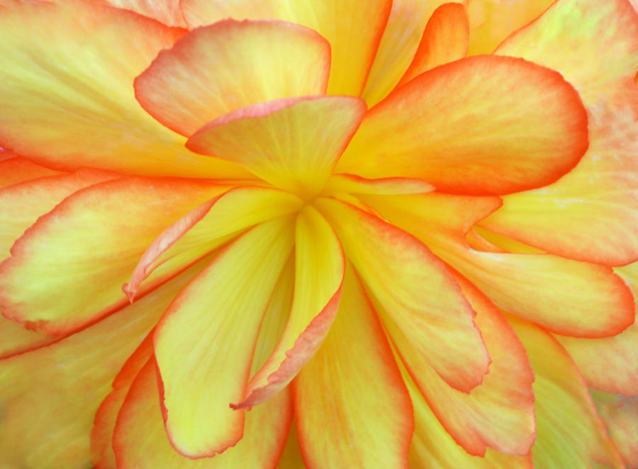 Bright Begonia Photograph by Terence Davis