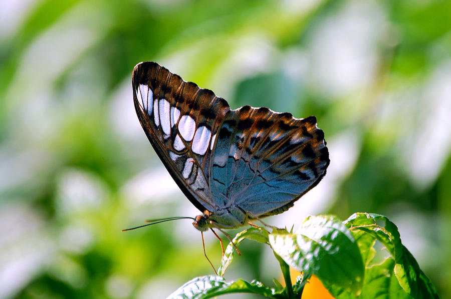 Bright Blue Butterfly Photograph by Peggy Franz