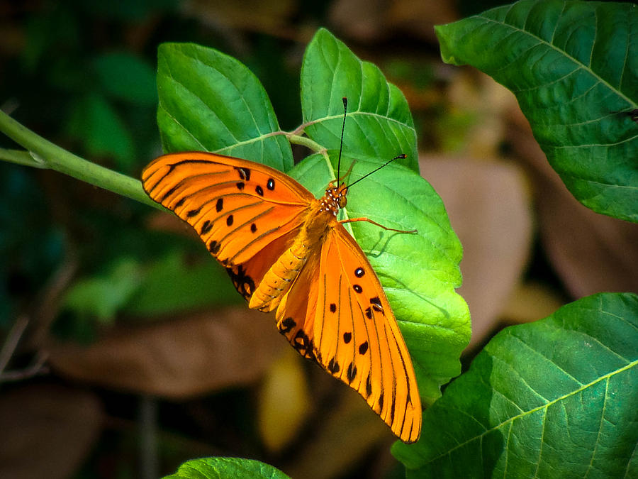 Bright Butterfly Photograph by Stacy Michelle Smith
