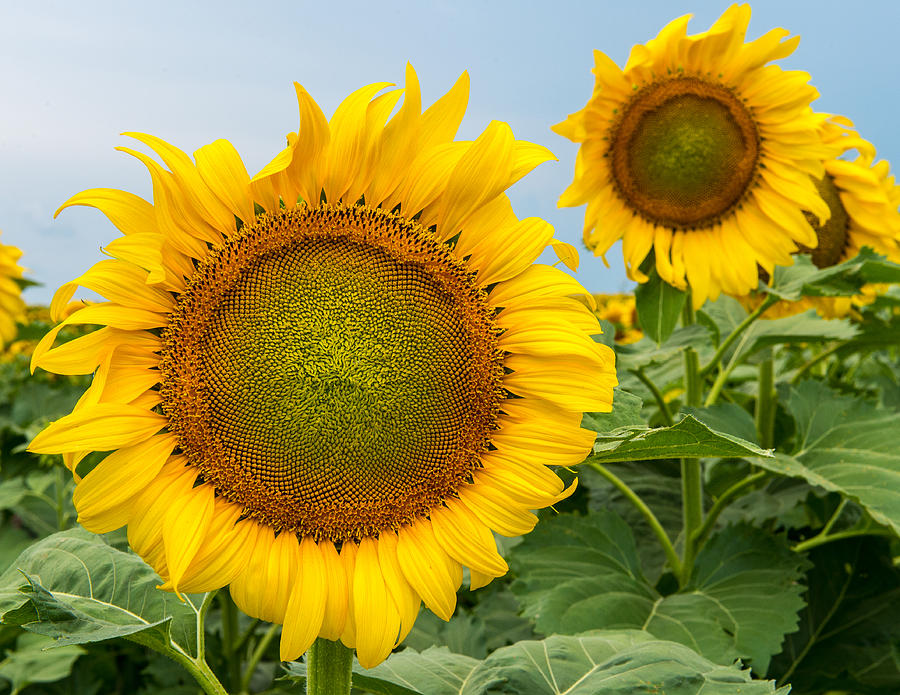 Bright Day Sunflowers Photograph by Ray Downs