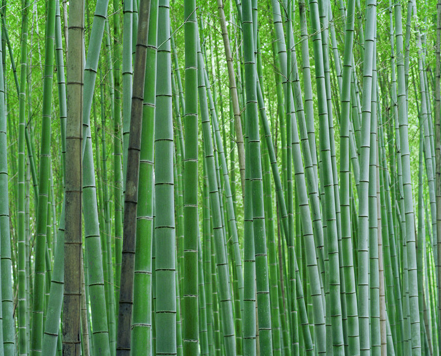 Bright Green Bamboo Forest In Kyoto Photograph by Justin Guariglia