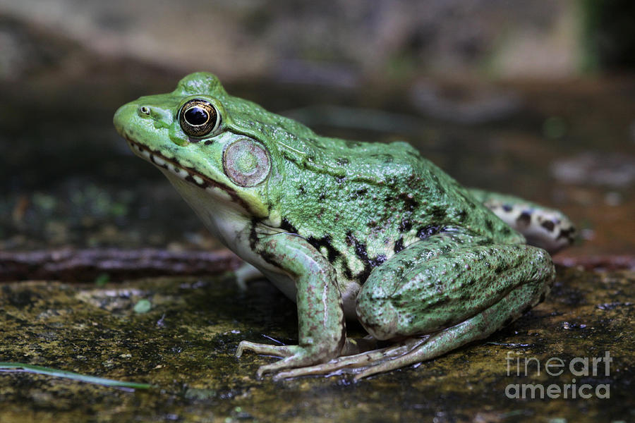 Bright Green Bullfrog Photograph By Chris Hill 6717