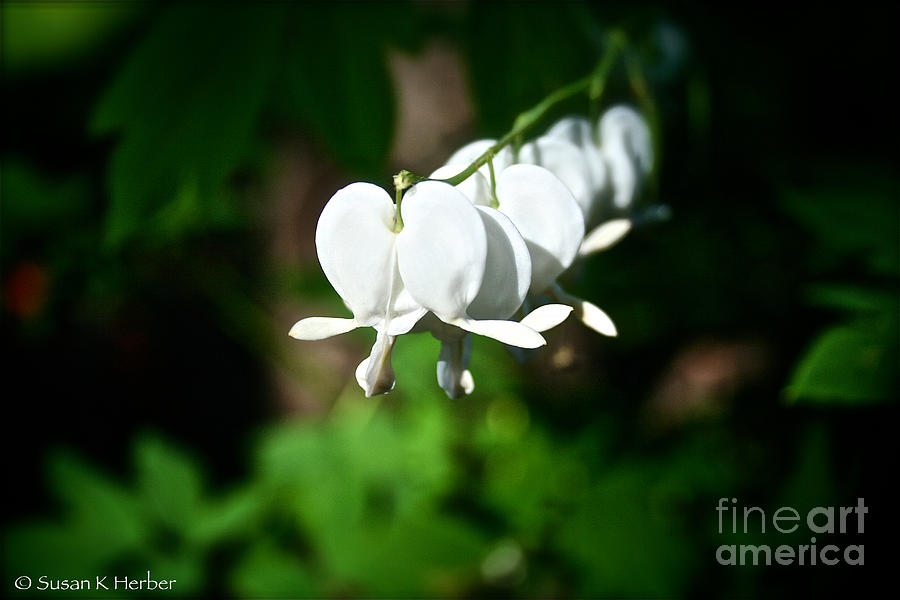 Bright Heart Photograph by Susan Herber