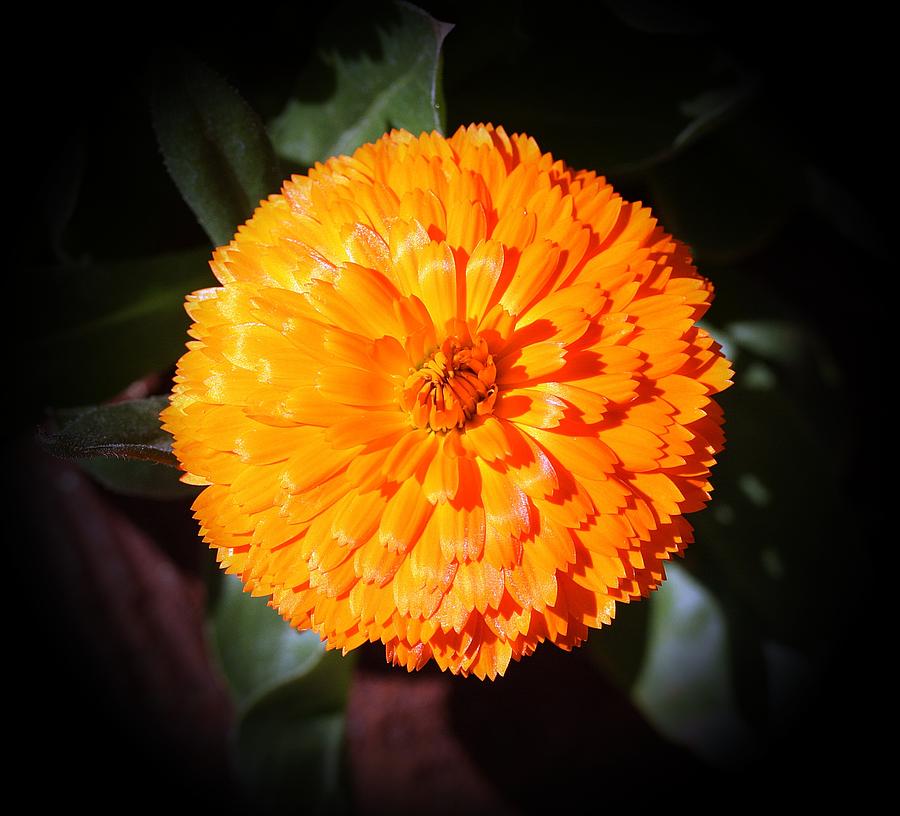 Nature Photograph - Bright In Orange by Louise Mingua