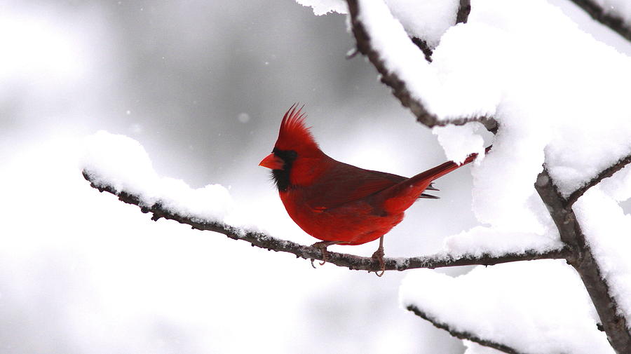 Cardinal Photograph - Bright in the Snow - Cardinal by Travis Truelove