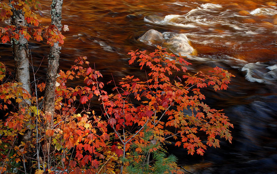 Bright Leaves at Swift River Photograph by Nancy De Flon