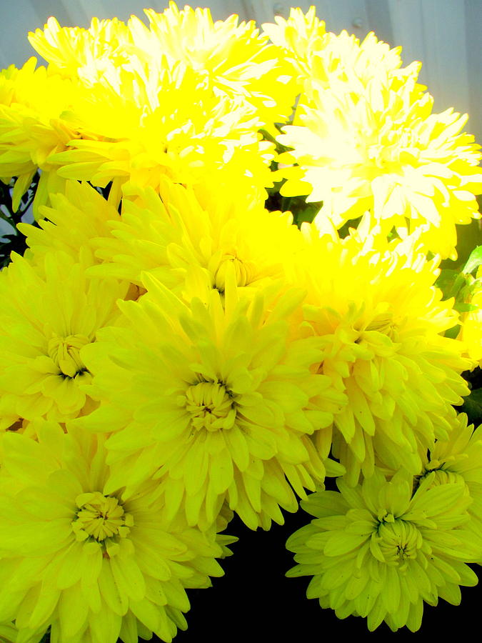 Flower Photograph - Bright Mums by Amy Bradley