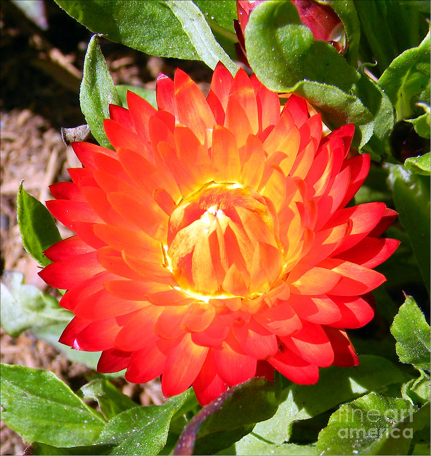 Nature Photograph - Bright orange bloom by Daniel Dodd
