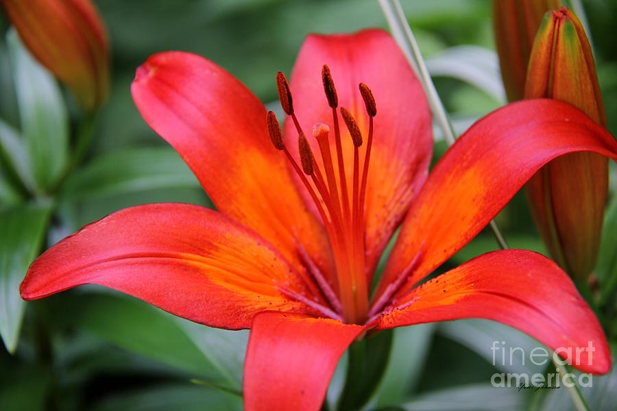 Bright orange lily Photograph by Yumi Johnson