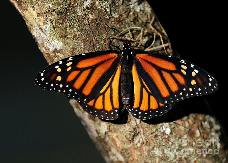 Bright Orange Monarch Butterfly Photograph by Sabrina L Ryan