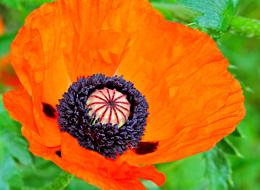 Poppy Photograph - Bright Orange Poppy by Karon Melillo DeVega