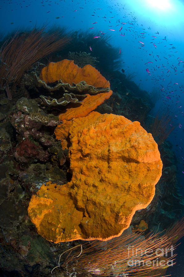 Nature Photograph - Bright Orange Sponge With Sunburst by Steve Jones