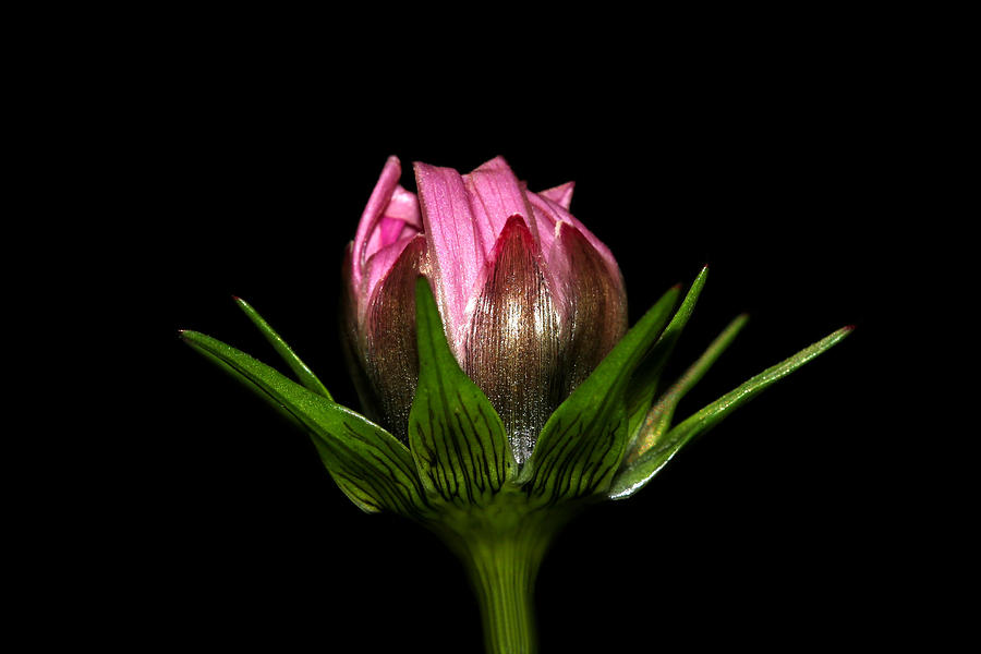 Bright Pink Cosmos Bud Photograph by Tracie Schiebel