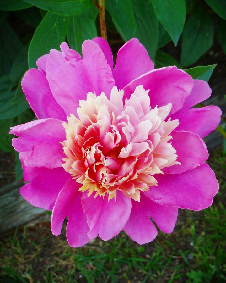 Bright Pink Glow Photograph by Jolie Maybaum