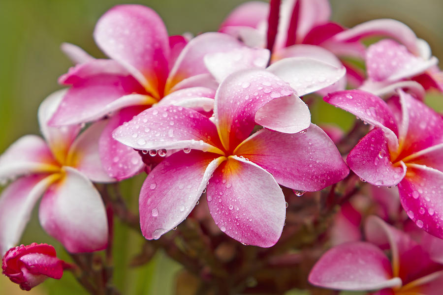 Bright Pink Plumerias Photograph by Ron Dahlquist