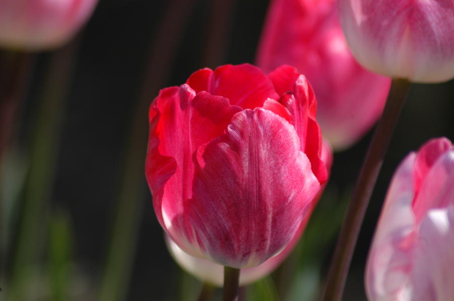 Bright Pink Tulips Photograph by Wanda Jesfield