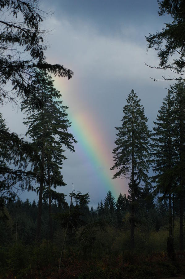 Bright Rainbow Photograph by Wanda Jesfield
