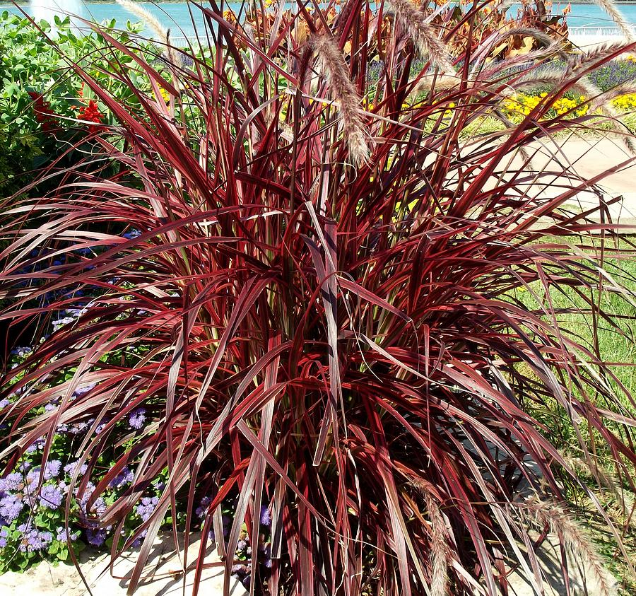 Bright Red Bush Photograph by Cheryl LeBlanc