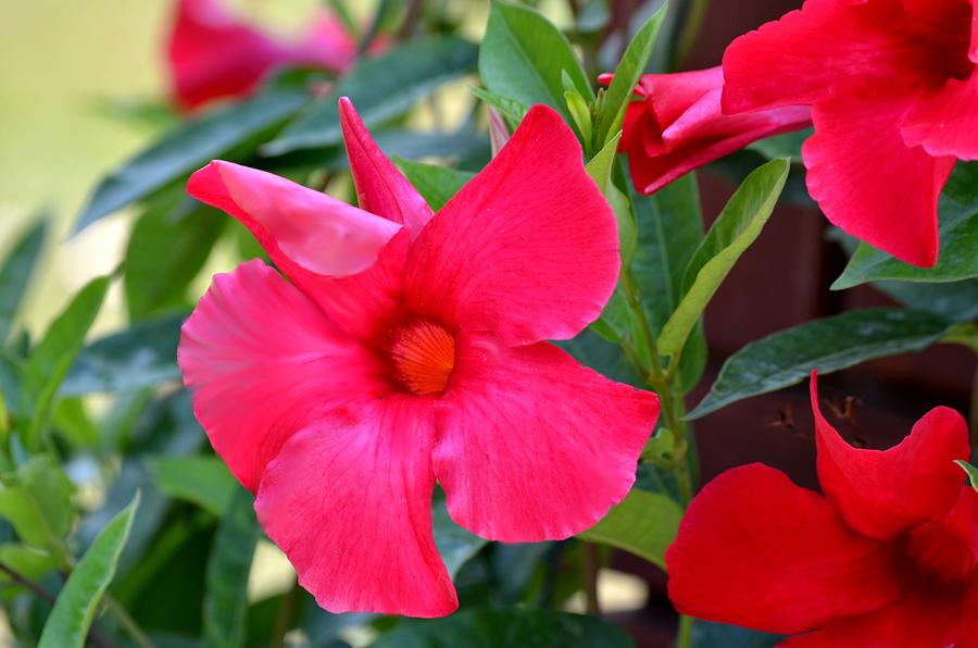 Bright Red Clematis Photograph By Maria Urso - Fine Art America