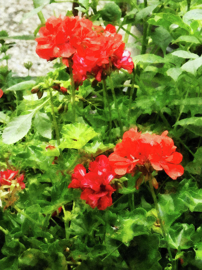 Flower Photograph - Bright Red Geraniums by Susan Savad