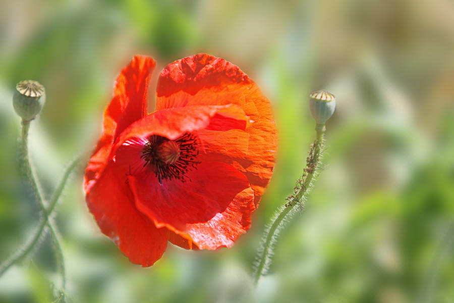 Nature Photograph - Bright Red Texas Poppy by Linda Phelps