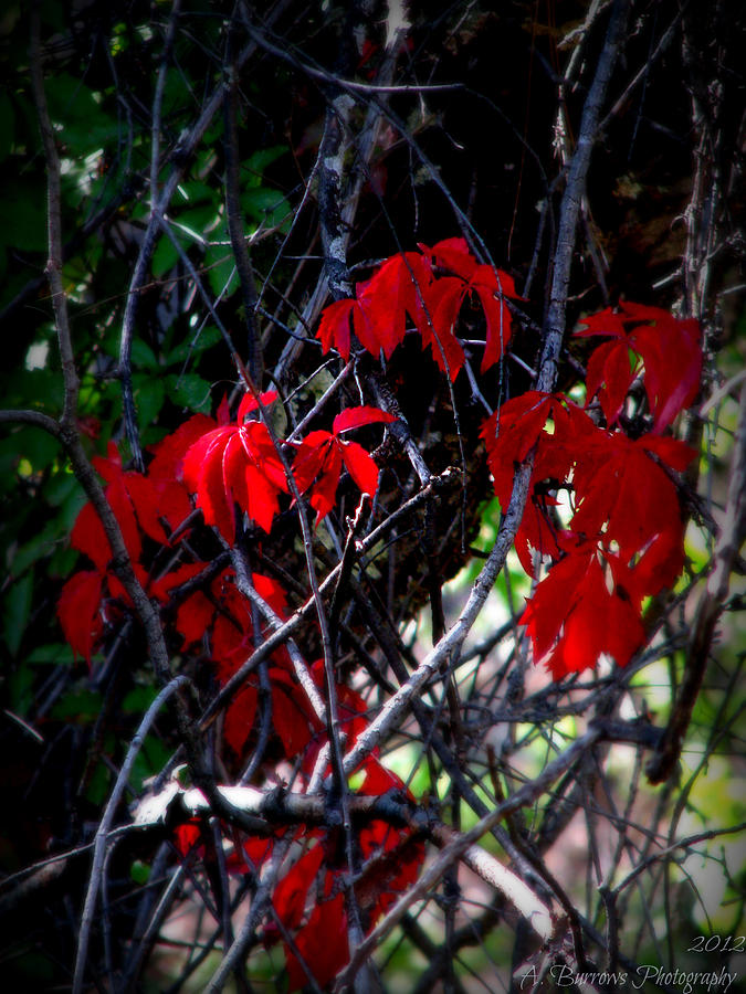 Prescott National Forest Photograph - Bright Reds by Aaron Burrows