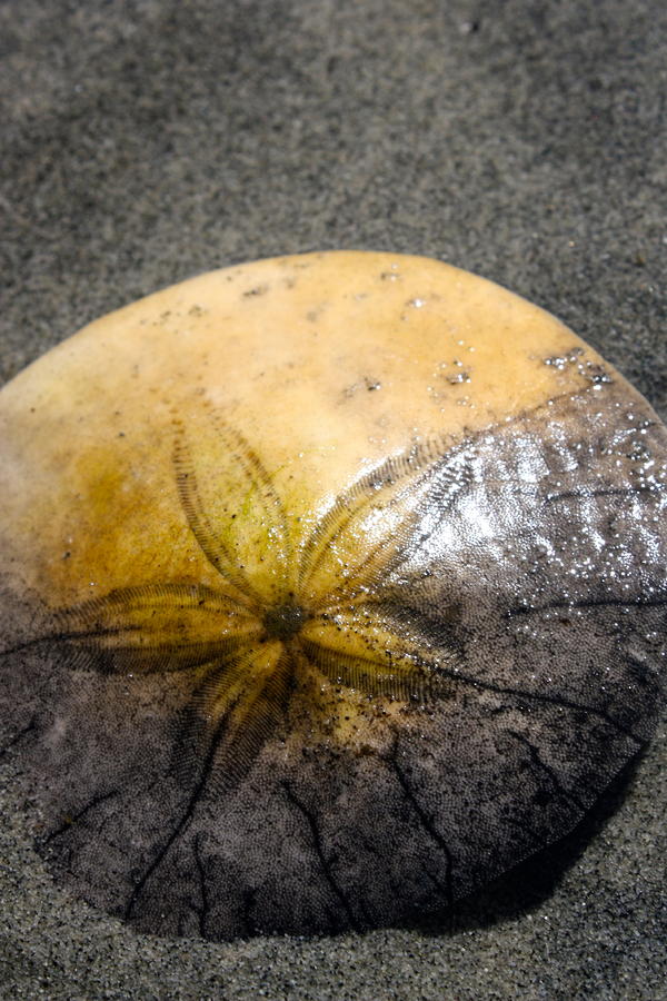 Bright Sand Dollar Photograph By Tanya Peters Fine Art America